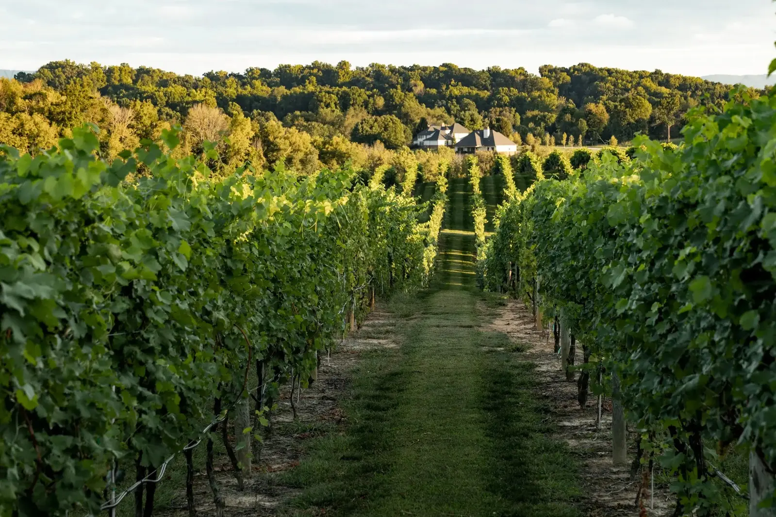 Nicewonder Vineyards at sunset