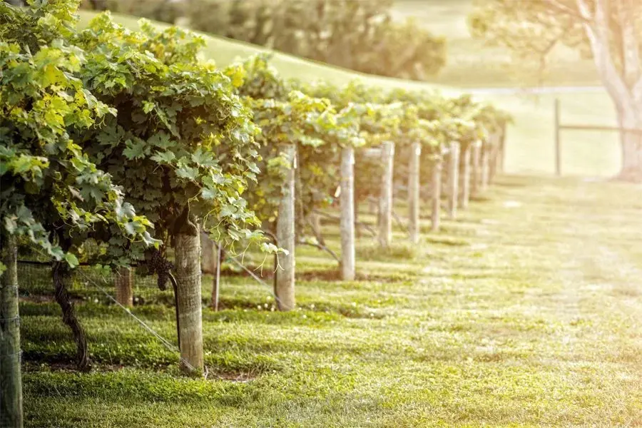 vineyard rows