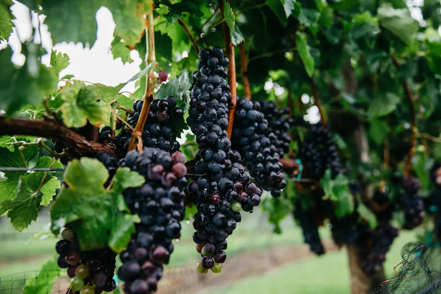 grapes on vine