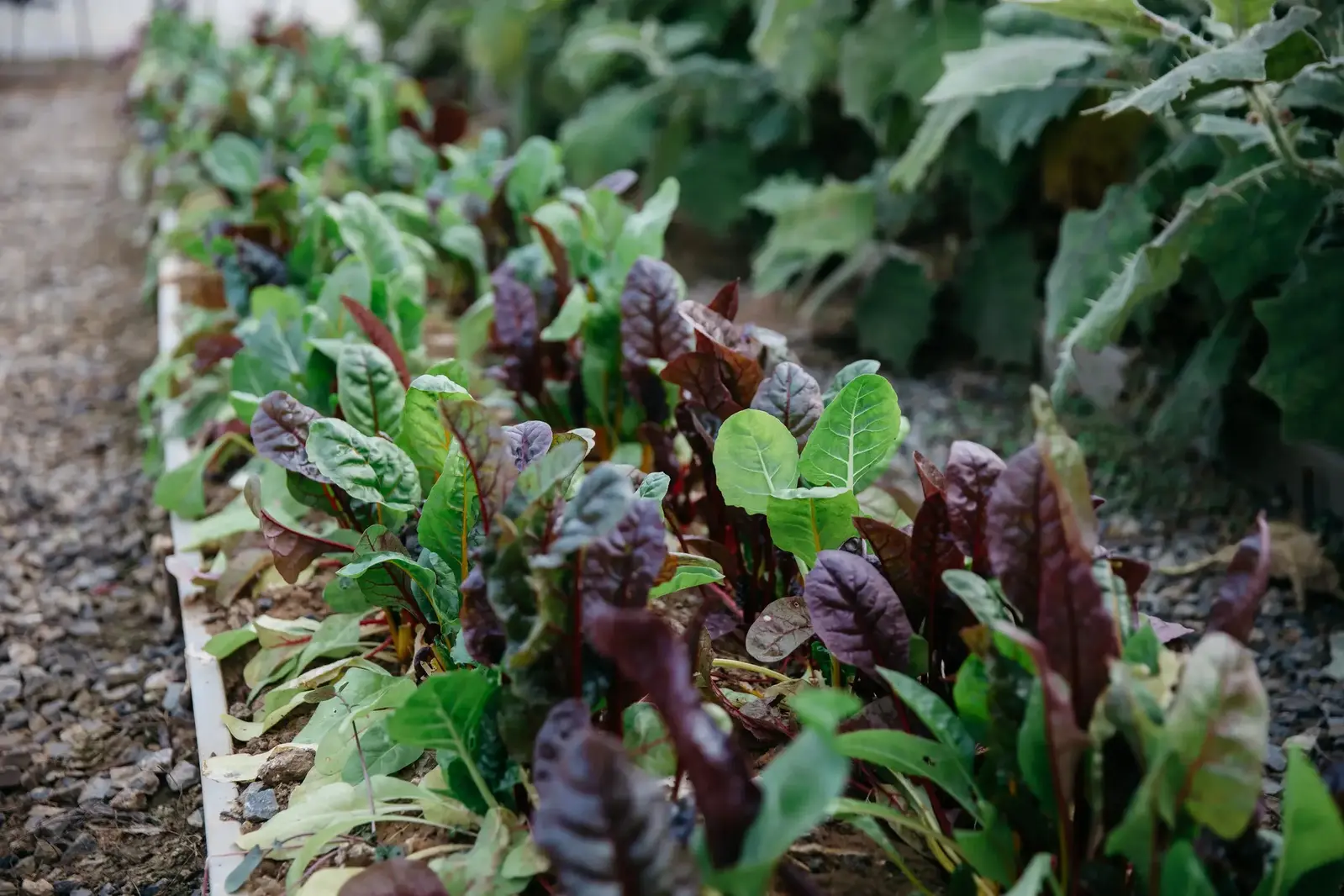 plants growing