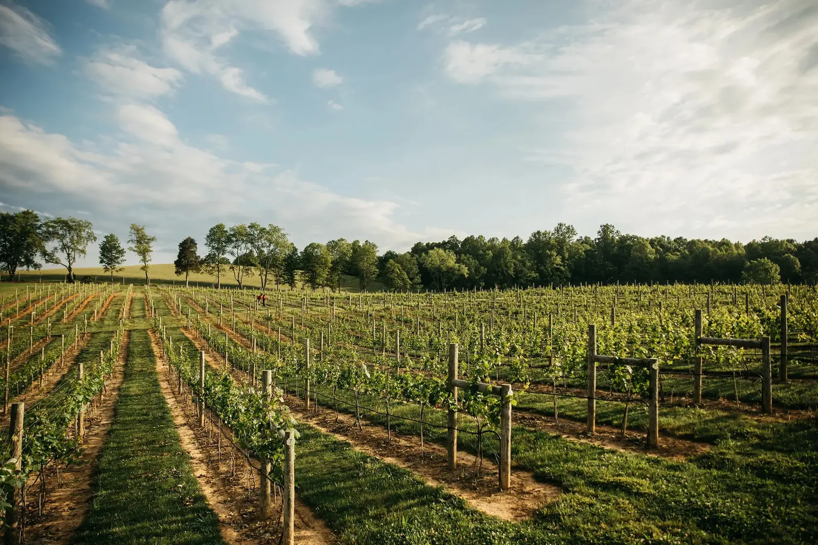 rows in vineyard
