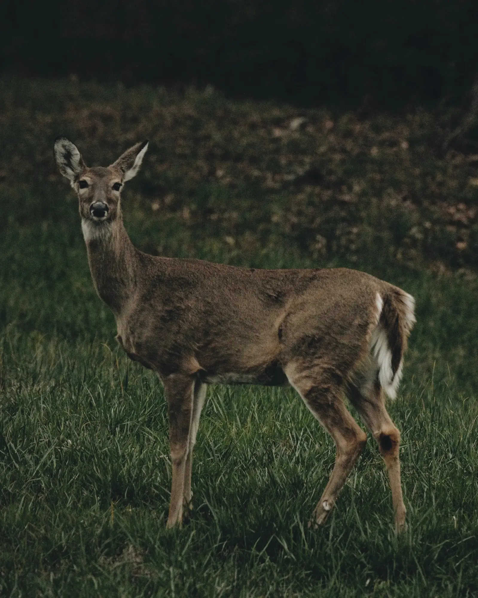 deer