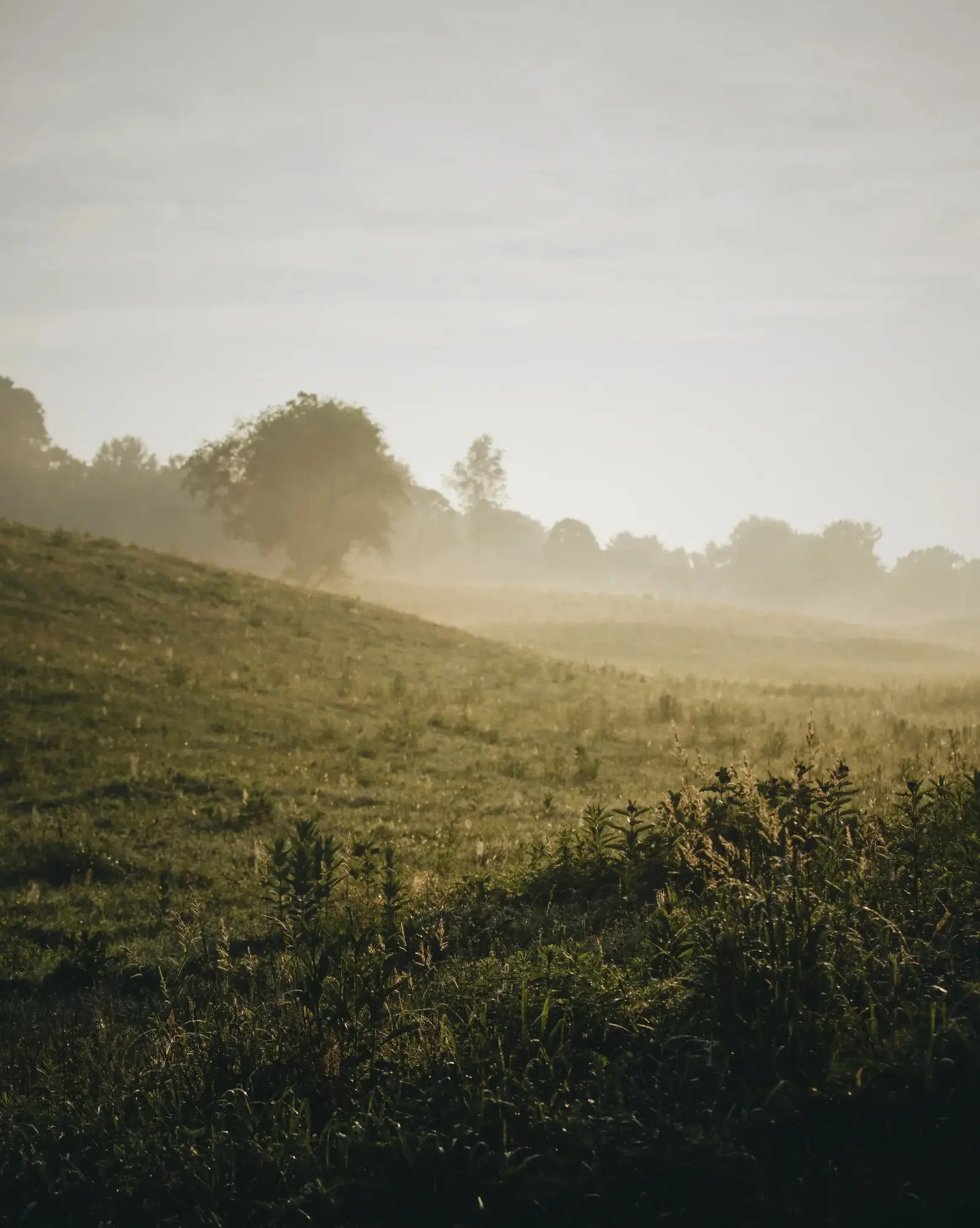 foggy landscape