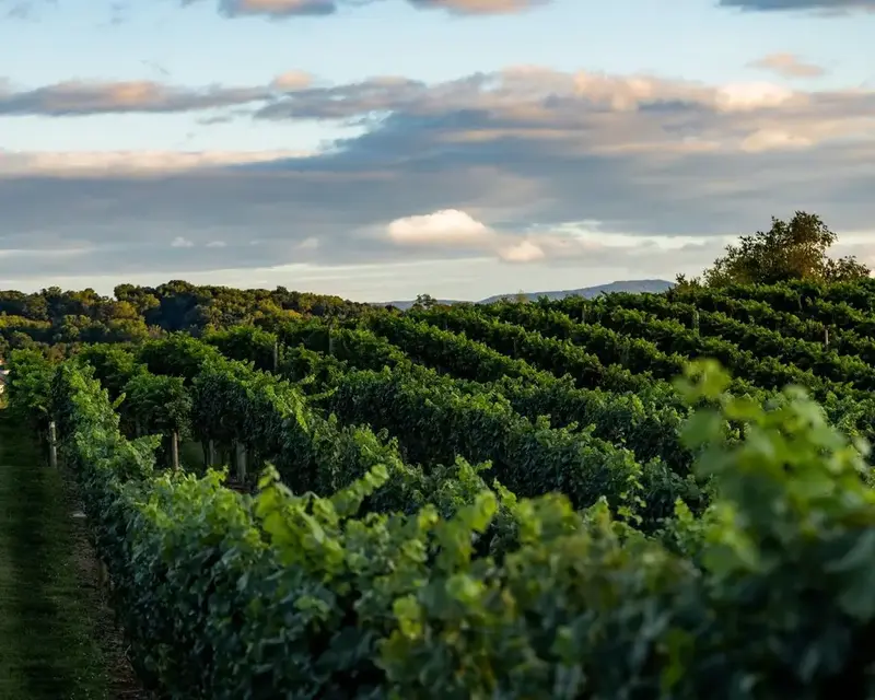 vineyard