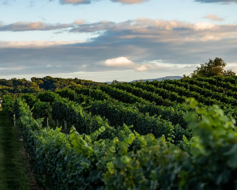 vineyard